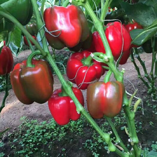 寿光市 彩椒，尖椒，红尖椒，红绿泡椒，各种茄子，黄瓜种苗