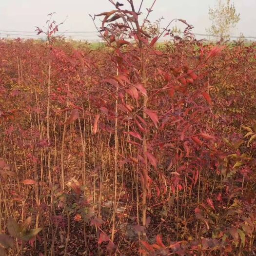 安阳县安阳大量供应黄连木杯苗和，1到12的都有，欢迎采购