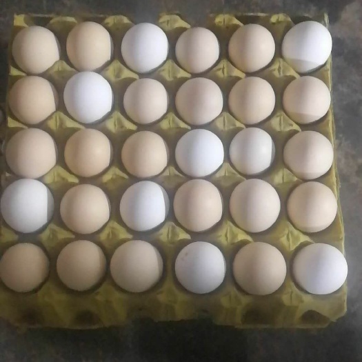 三原县土鸡蛋 精准扶贫再就业助农产业