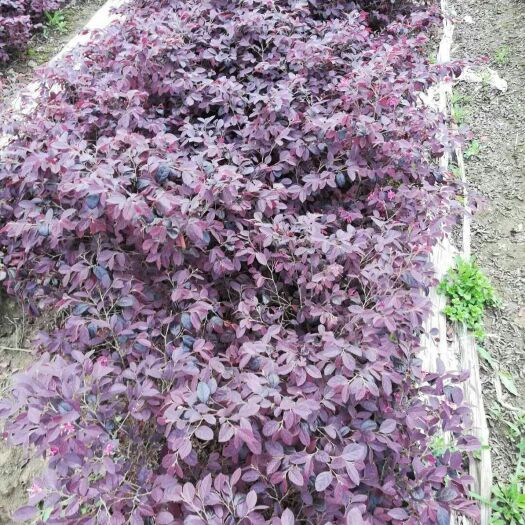 三台县黑珍珠红继木  红花继木杯苗