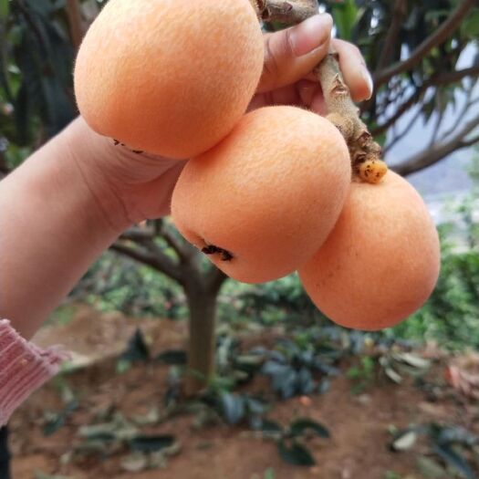 汉源县 大量出售五星 枇杷