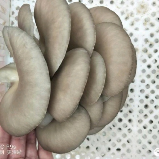 濮阳 干蘑菇无水分