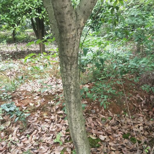 上高县 苗圃快到期了，大量桂花树低价岀售