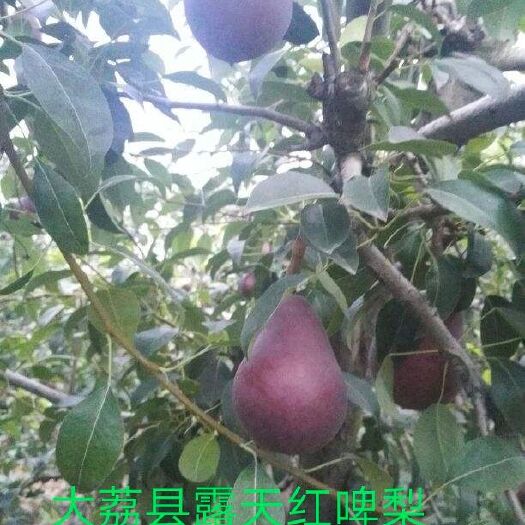 大荔县大荔县露天红啤梨正在热卖中（代办、代存）