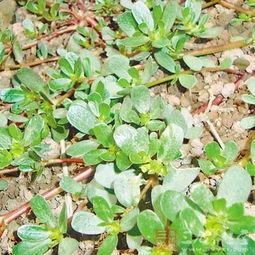 颍上县山野菜 马齿笕  天然 野菜 特菜 五行草 长命菜