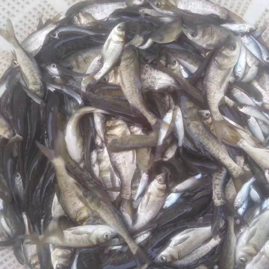 南宁 广西南宁良种鱼苗繁殖场