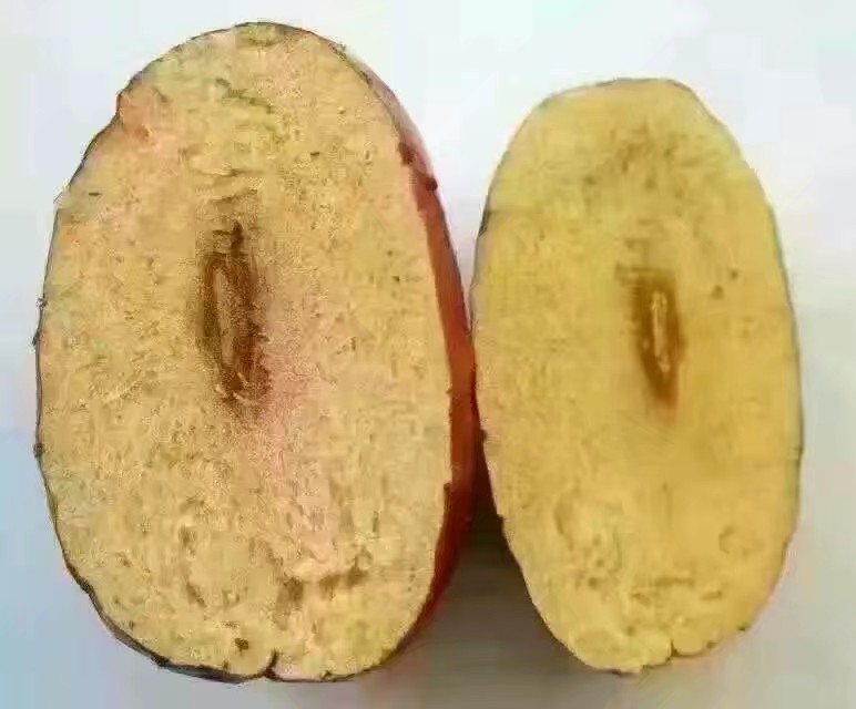 新疆红枣 新疆灰枣俊枣