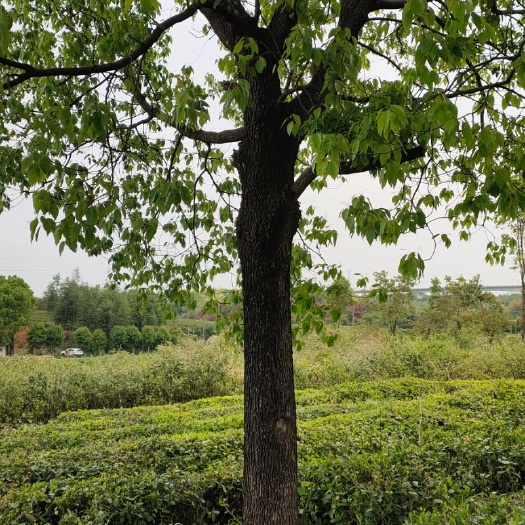 咸宁香樟树