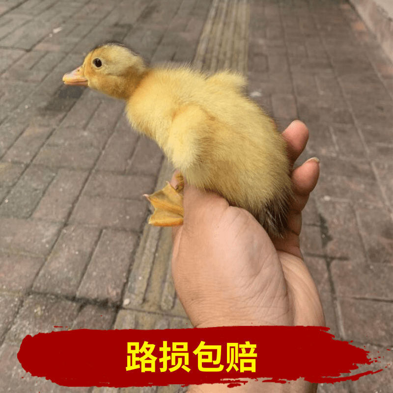 广西桂柳鸭苗   纯种   可批发 可零售