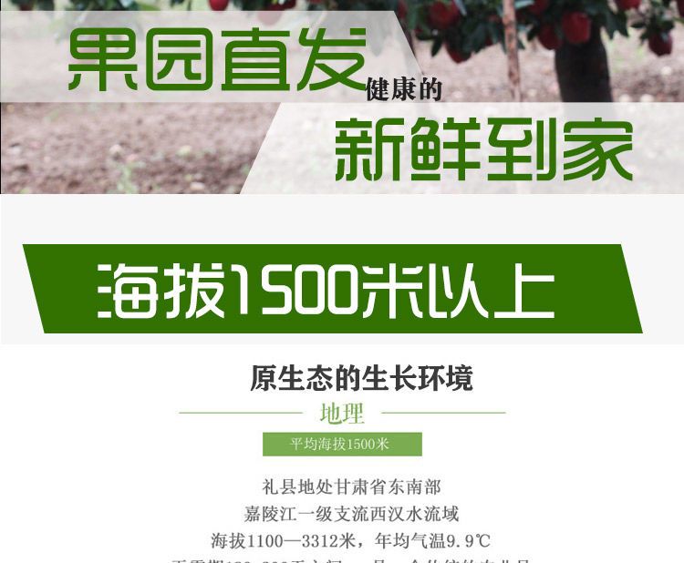  甘肃礼县花牛苹果新鲜采摘当季水果宝宝休闲辅食整箱包邮批