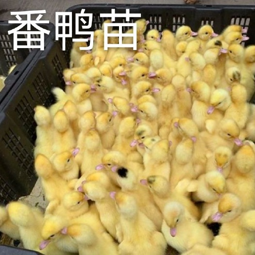 南宁番鸭苗
