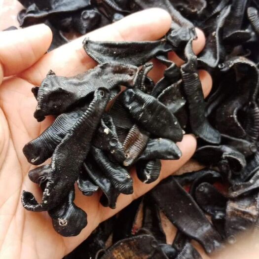 沈阳宽体金线蛭 清水吊杆货