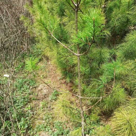 徽县1米~2米杯苗华山松