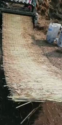 济宁稻草 济宁喻屯各种规格草帘