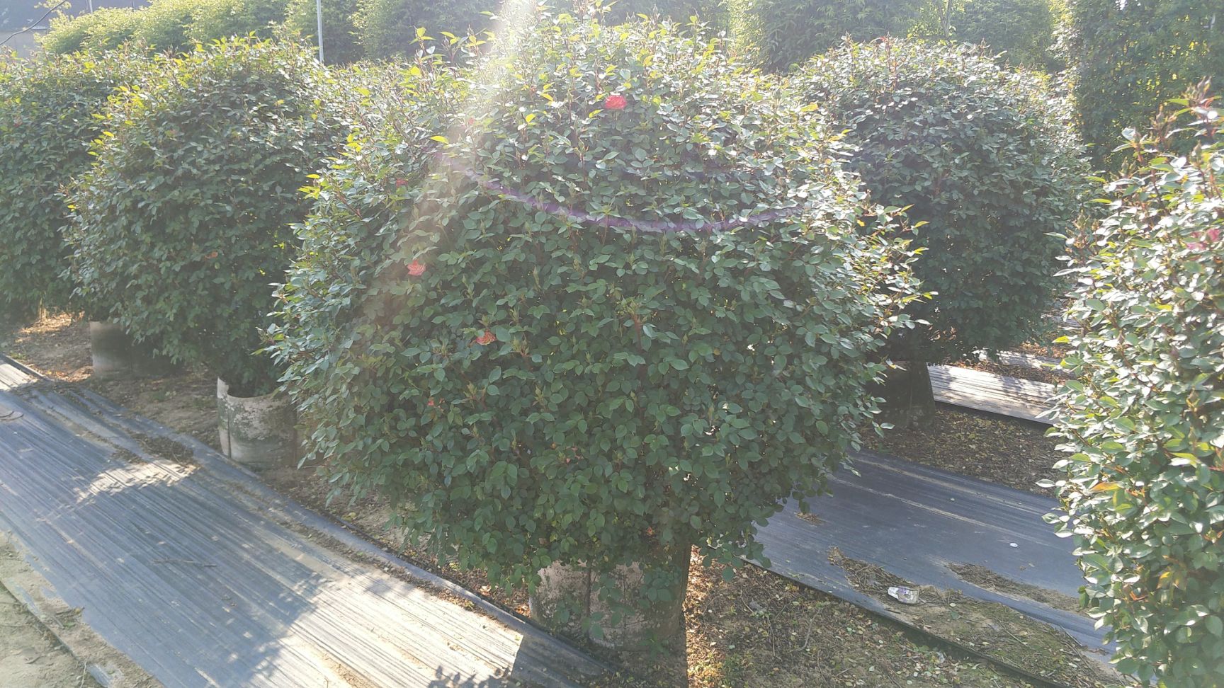 120公分高度 月季花球 造型月季