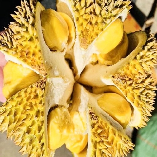 榴莲苗，金枕榴莲苗，猫山王榴莲苗，正品包邮。带土球发货。