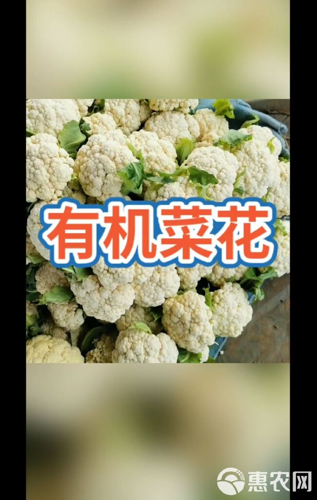 莲花白包菜 山东省郯城县红花镇，几百万亩蔬菜下来了，欢迎老板们来考察