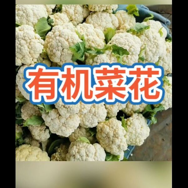 莲花白包菜 山东省郯城县红花镇，几百万亩蔬菜下来了，欢迎老板们来考察