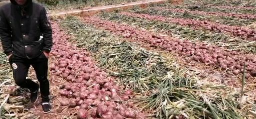 新乐市 洋葱