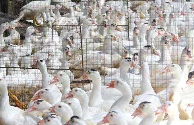 南宁 M18 一点头鸭苗 螺鸭  孵化场基地直供