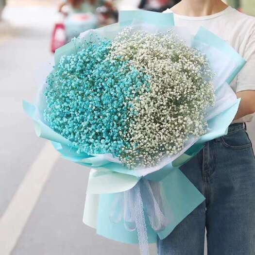 昆明正品满天星切花苗 苗子质量好 自然色白色 欢迎订购