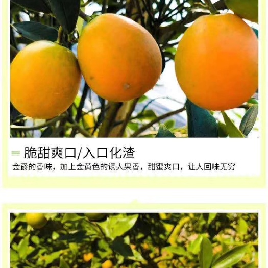 灵山县脆皮金桔苗 基地发货脆蜜金柑可带叶子发货！营养杯苗地苗都有