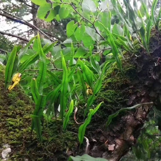 玉林 化石草利水化石‮！砂‬激活五脏功‮