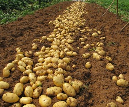  土豆原产地，农户直销