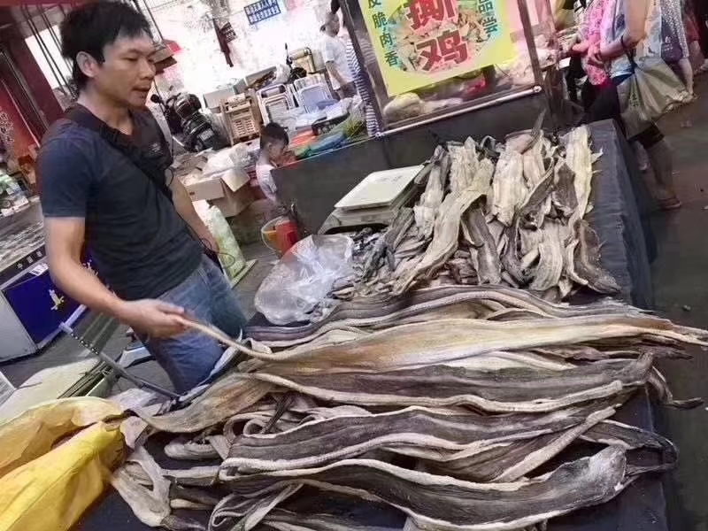 六角恐龙鱼 龙鱼