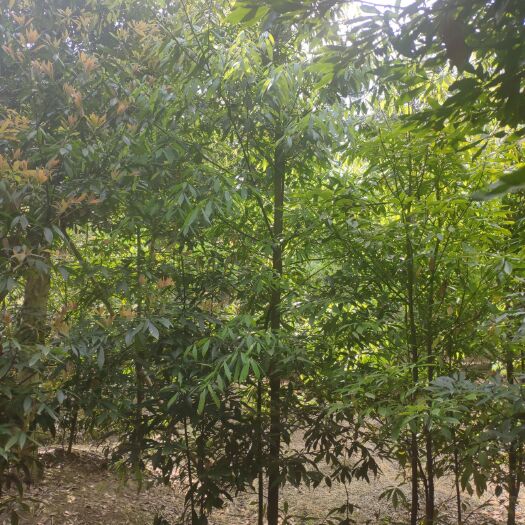 蒲江县小叶桢楠 大量供应1--6公分的