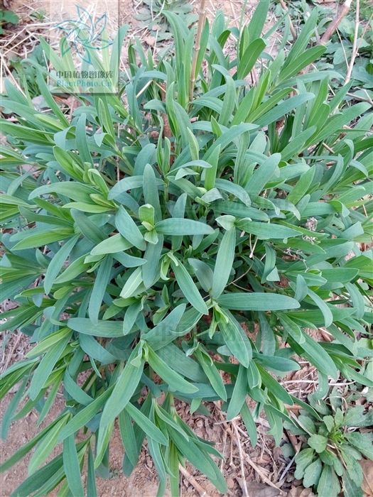 脱水野苋菜 长芯石头花