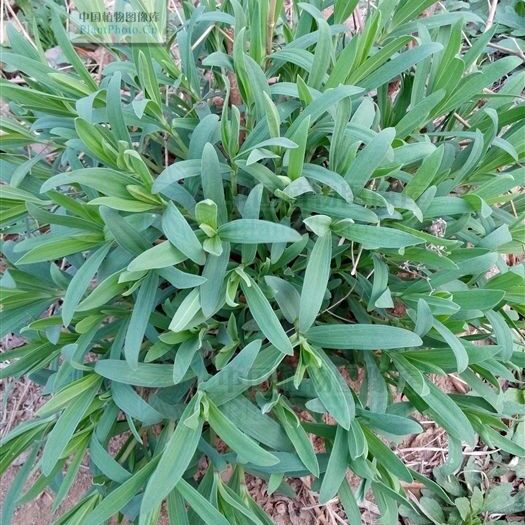 蒙阴县脱水野苋菜 长芯石头花