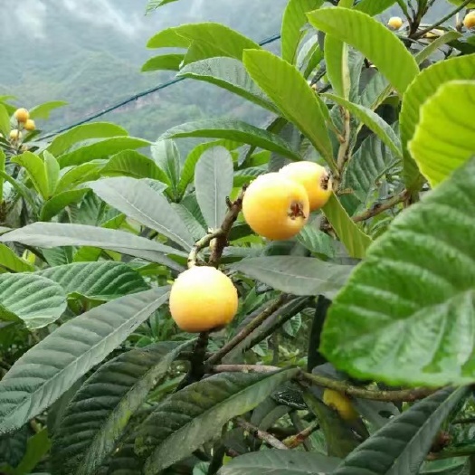 屏山县 枇杷大五星上市了，需要的老板，联系我，价格好说