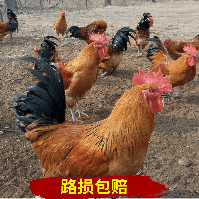  红瑶鸡苗  土鸡苗  纯种