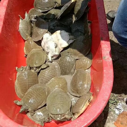 甲鱼苗批发 纯外溏甲鱼苗 包运输