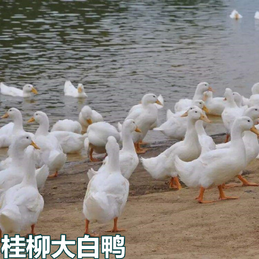 南宁白鸭苗 桂柳大！包打疫苗，成活率高，技术跟进！八桂肉鸭