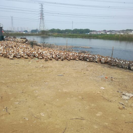 扬州绍兴白脖鸭 4-5斤 母 半圈养半散养