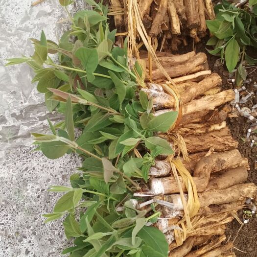 溆浦县山银花苗  湘蕾金银花寸苗
