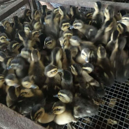 南宁 麻鸭苗，成活率高，包打疫苗，技术指导跟进，八桂肉鸭