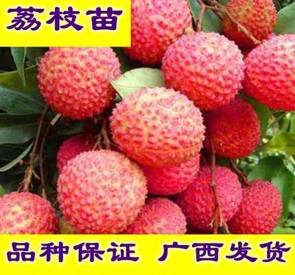 灵山县桂味荔枝苗 ，嫁接苗，带泥球发货