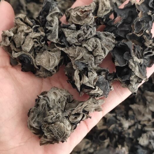 古田县 黑木耳干货500g东北特产秋木耳小碗耳椴木耳非散装无根非