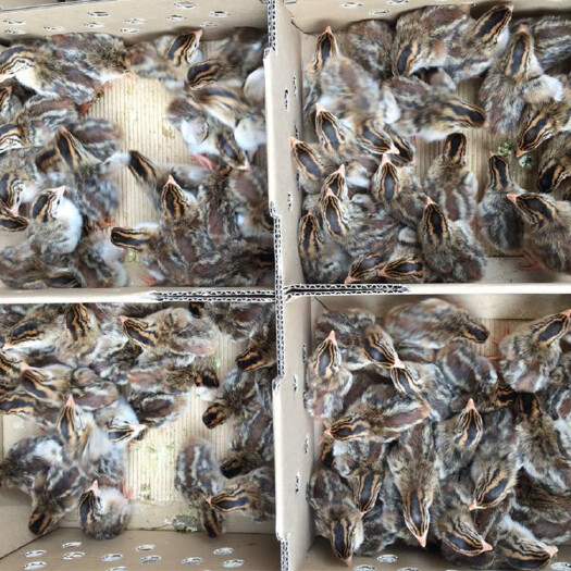 南宁 珍珠鸡苗！成活率高包打疫苗技术跟进！120天可养六斤左右