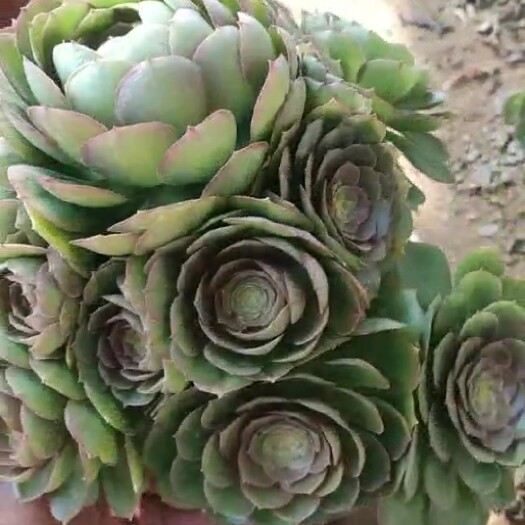 大连万圣节法师 万圣节包子状态，好