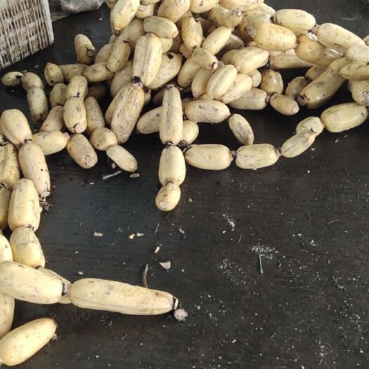 荆州鄂莲6号