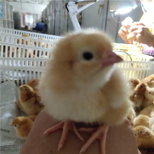 昆明 出售鸡苗
