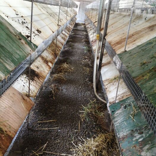 东海县 大量兔粪出售，天然好肥料
