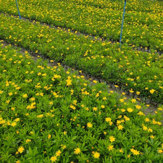 成都木春菊苗 木春菊大量供应
