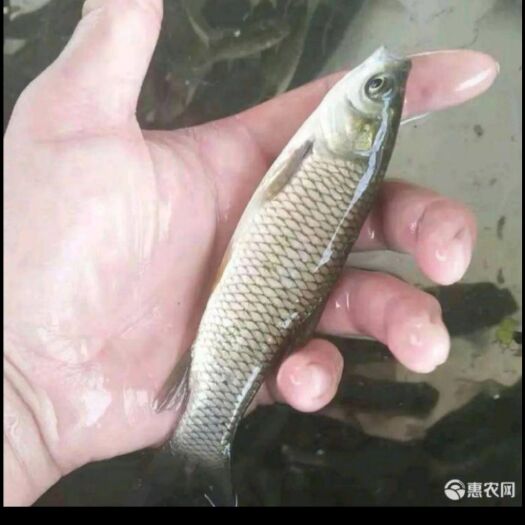 广州草鱼 鲩鱼