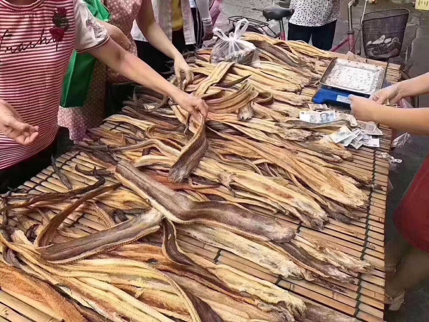 六角恐龙鱼 龙鱼