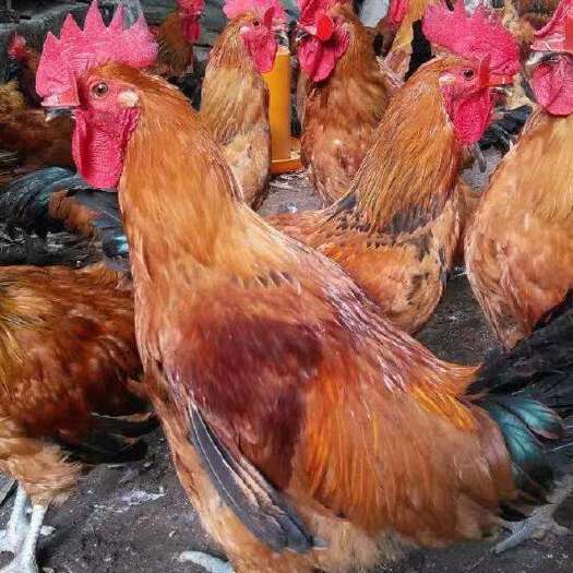 南宁 红瑶鸡苗 孵化场基地直供